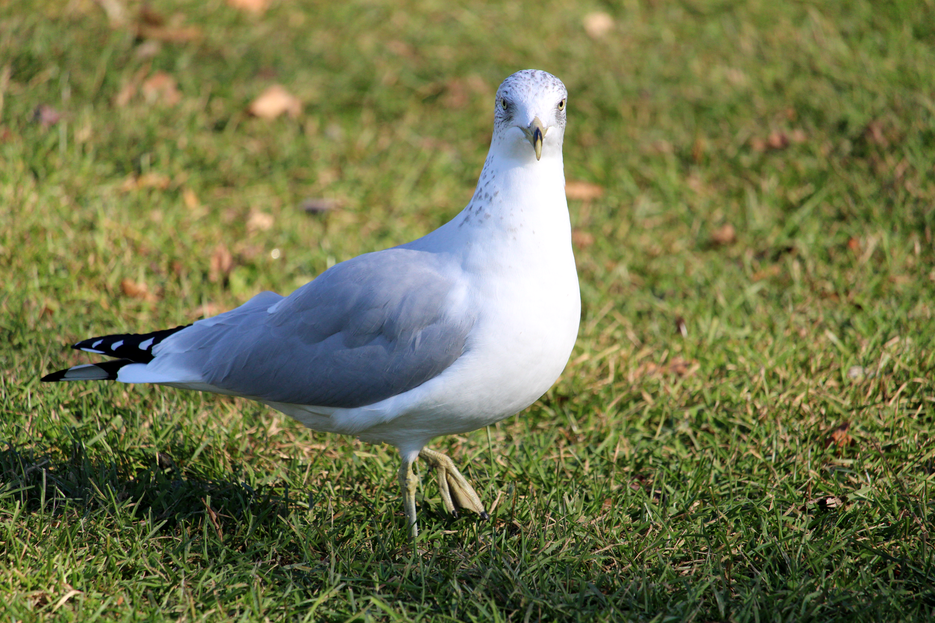 A Seagull